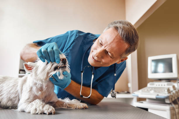 Best Emergency Dentist for Knocked-Out Tooth in North Babylon, NY